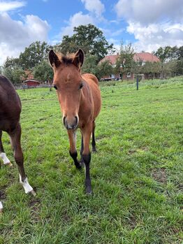 Deutsches Reitpony Stutfohlen