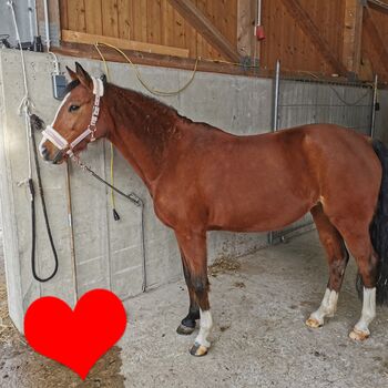 Deutsche Reitpony Stute