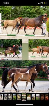 Deutsches Reitpony Stute in schöner Optik