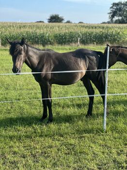 Deutsches Reitpony Hengst von 2024, Annika, Horses For Sale, Neuschoo 