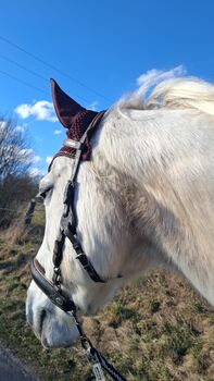 Deutsches Sportpferd