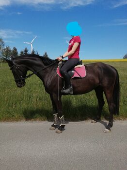 Dt. Sportpferdstute, Doreen Bürger , Horses For Sale, Sachsen - Reichenbach (Oberlausitz)