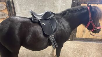 Tyson 12 Zoll, Tyson VS, Johanna , Reitpad, Schwarzenberg