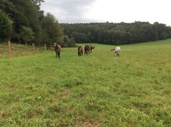 Reitbeteiligung in St. Georgen am Fillmannsbach, eigene Pferde Quarter Horse, Stecken Bach, Horse Sharing
, Handenberg