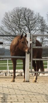 Reitbeteiligung auf Quarter Horse, Sarah, Horse Sharing
, Göppingen