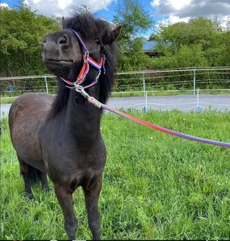 Reitbeteiligung auf liebenswertem Islandwallach in Hahnhofen, Kathrin , Horse Sharing
, Hatzenbühl 