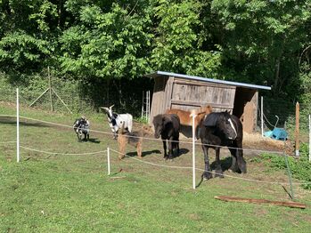 Urlaubsbetreuung Pflegebeteiligung Juli 2025, Isabella , Horse Sharing
, Wolkersdorf im Weinviertel