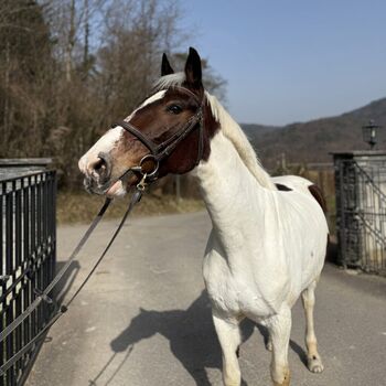 Reitbeteiligung auf der Reitanlage Galms in Lausen! 🐴, Team (Equestrian Center Galms AG), Horse Sharing
, Lausen