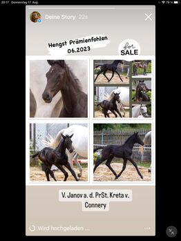 Außergewöhnlicher Hengstabsetzer, Steiner, Horses For Sale, Meitingen