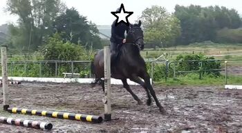 Außergewöhnlicher Holsteiner Wallach mit Qualität, Charakter und vielseitigem Talent