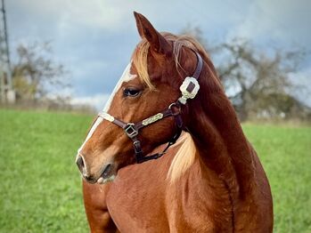 Außergewöhnliche Quarter Horse Stute mit Cutting-Talent
