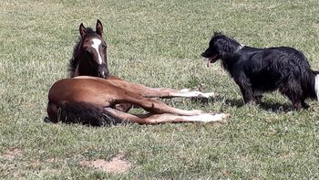 Dressurnachwuchs 5 jähriger Wallach, Isa1, Konie na sprzedaż, Euskirchen