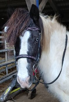 Gerittene Isländer Scheckstute zum weiter Ausbilden und Fördern, Genesis, Konie na sprzedaż, Saarland