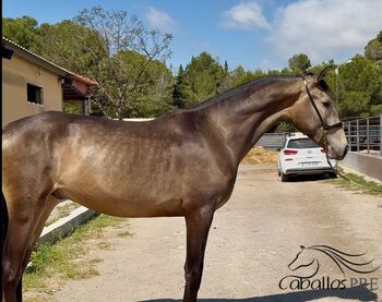 Wundervoller 2 jähriger PRE Bayo Hengst - ca. 1.62 m - 2 Jahre alt, Thomas Adams (Caballos PRE), Horses For Sale, Bell
