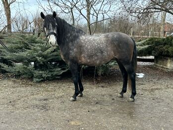 Wonderful Andalusian gelding is looking for his new home