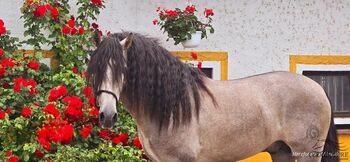 Wundervoller barocker PRE Hengst im alten Typ stehend, Thomas Adams (Caballos PRE), Horses For Sale, Bell