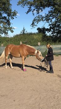 Wundervoller Haflinger Wallach