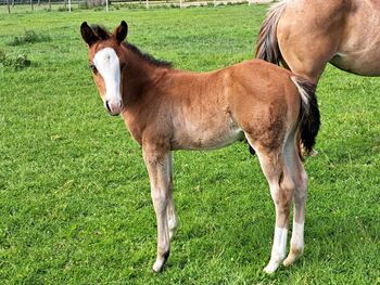 Wundervoller QH Wallach mit top Abstammung, Kerstin Rehbehn (Pferdemarketing Ost), Horses For Sale, Nienburg