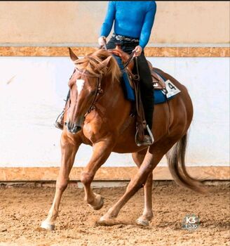 Wundervoller Quarter Horse Wallach sucht *****Zuhause, V. Weyrauch , Horses For Sale, Memmingen 