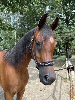 Cudowny młody wałach czystej krwi arabskiej na sprzedaż!, Patrycja, Horses For Sale, Warszawa