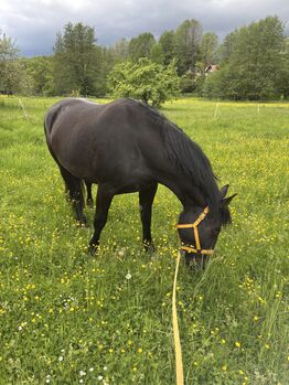 Unterricht in Bodenarbeit - Hamachers Westernranch - Bullach/Lauf a.d. Pegnitz Hamachers Westernranch