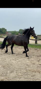 Jungpferd, Schoolmann , Horses For Sale, Hinte