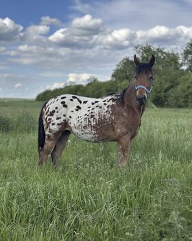 Young Noble-Type Mare with Małopolski Bloodlines