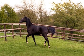 Junger Rappwallach als Beisteller, NMH, Horses For Sale, Nümbrecht
