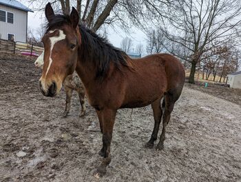 Young gelding