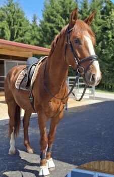 Nachwuchswallach mit Potential für den gehobenen Dressursport, Katrin Schneider, Horses For Sale, Gleisdorf