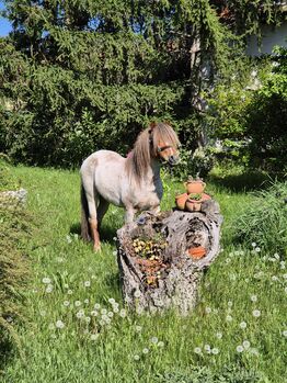 Junges Welsh A Pony mit Papier, Nadja Klement , Horses For Sale, Enzersdorf/Fischa