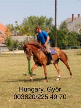 Ungarische sportpferd stute, Viola, Horses For Sale, Győr