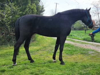 Ungarisches sportpferde