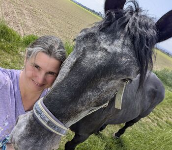 ungarischer Kaltblut Mix Wallach