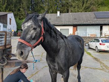 ungarischer Kaltblut Mix Wallach