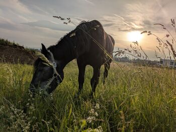 ungarischer Kaltblut Mix Wallach, Michaela B, Pferd kaufen, Werndorf