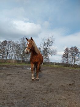 Ungarisches Kaltblut, Lisa Rieger , Pferd kaufen, Lühsdorf