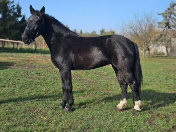 Ungarisches Schweres Warmblut – Stute