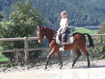 Ungarisches Sportpferd, Catharina , Pferd kaufen, Ellbögen