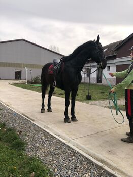 Hungarian sport horse