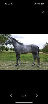 Ungarisches sport pferd