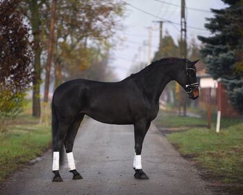 Ungarisches Sportpferd, Stute, 8 Jahre, 168 cm, Rappe, Izmos, Pferd kaufen, Békésszentandrás
