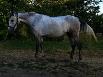 Ungarisches spring pferd.