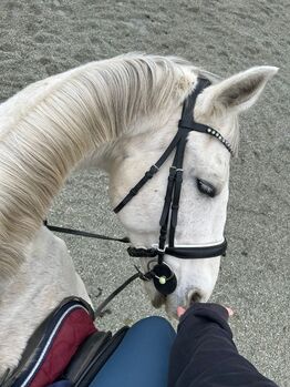 Ungarisches Warmblut, Alesia Ramhofer, Pferd kaufen, Walpersbach