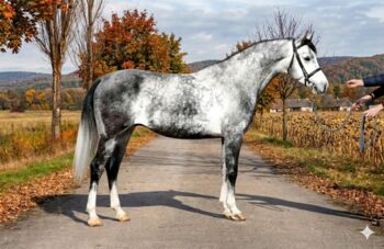 Hungarian warmblood, Evelyn Vrga, Pferd kaufen, Gerla