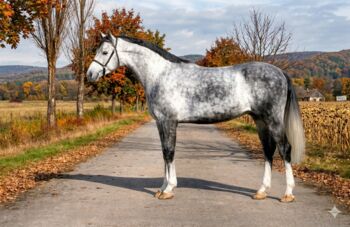 Hungarian warmblood