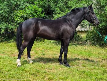 Hungarian warmblood - Mare, Jozsef, Pferd kaufen, Békés