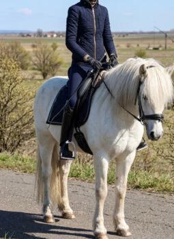 Ungarisches warmblutt pony