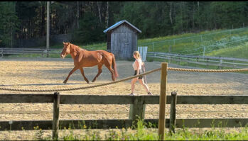 ungarisches warmbluut