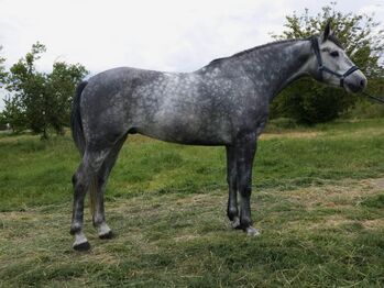 Hungarian sport Horse